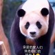 4只旅日大熊猫回国,泰国大熊猫送回国了吗？