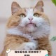 猫咪撞脸表情包走红,猫撞脸明星