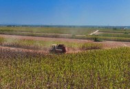 河南玉米收获季遇雨,玉米收获前十天下雨，玉米杆会烂根？