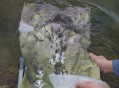 云南滇池现鱼跳龙门,滇池跳水
