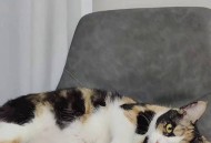 猫在偷听时很明显,猫在偷听时很明显的叫声