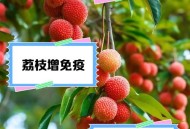 空腹吃荔枝得荔枝病,空腹吃荔枝真的会死亡吗？有什么科学依据吗？