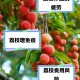 空腹吃荔枝得荔枝病,空腹吃荔枝真的会死亡吗？有什么科学依据吗？