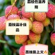 荔枝冷藏再吃不上火,荔枝放冰箱冷冻过了吃,还会这么有火气吗？