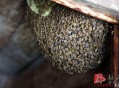 墙中挖出约野生蜂蜜,泰拉瑞亚蜂蜜墙怎么弄？