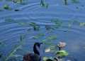 天鹅宝宝疑遭人打伤,天鹅宝宝视频