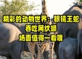 男童咬死眼镜蛇生还,眼镜蛇能咬死蟒蛇吗？