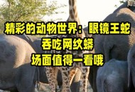 男童咬死眼镜蛇生还,眼镜蛇能咬死蟒蛇吗？