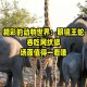 男童咬死眼镜蛇生还,眼镜蛇能咬死蟒蛇吗？