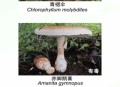 一家6口吃蘑菇中毒,一家六口吃蘑菇中毒