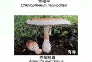 一家6口吃蘑菇中毒,一家六口吃蘑菇中毒