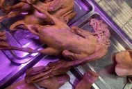 河南热死了5只大鹅,鸭子能耐多少度高温？
