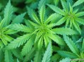 小孩哥发现野生大麻,四川的蜂有哪些？