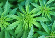 小孩哥发现野生大麻,四川的蜂有哪些？