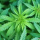 小孩哥发现野生大麻,四川的蜂有哪些？