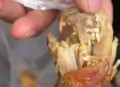 顾客发现桌上有蛆,为什么桌子上会有白色的蛆？