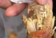 顾客发现桌上有蛆,为什么桌子上会有白色的蛆？
