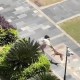 乘电梯被狗扑咬出血,我家狗狗前脚被电梯夹了一下，脚指被夹破了，指甲还有部分在肉上，能？