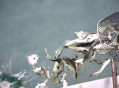男子意外钓到鳄鱼,重生模拟器钓鱼怎么钓到鳄鱼？