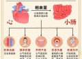 男子五脏六腑全长反,人体器官的作用？