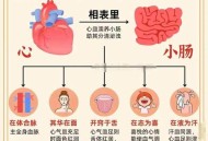 男子五脏六腑全长反,人体器官的作用？