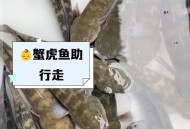 东北冰墙冻满鱼,东北水库养殖螃蟹方法？