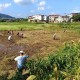河道现大量成扎钞票,农村农业的出路在哪里？怎样既保障农民利益，还能不让农田撂荒？