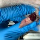 男童被犬只撕咬下体,如何看待主人猝死被狗啃尸，下体内脏脑浆被狗分食？