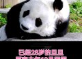 4只旅日大熊猫回国,国宝熊猫回国后归谁管？