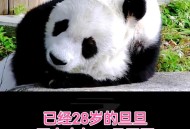 4只旅日大熊猫回国,国宝熊猫回国后归谁管？