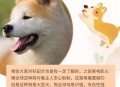 解除禁养中华田园犬,中华田园犬禁养合法吗？