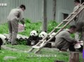 日本希望再租借熊猫,泰国还会租借大熊猫吗？
