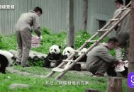 日本希望再租借熊猫,泰国还会租借大熊猫吗？