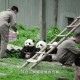 日本希望再租借熊猫,泰国还会租借大熊猫吗？