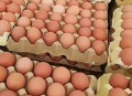 3箱活珠子孵出小鸡,活珠子放冰箱冷藏还能孵化吗？