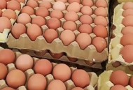3箱活珠子孵出小鸡,活珠子放冰箱冷藏还能孵化吗？