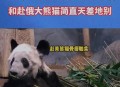 日本希望再租借熊猫,国内租借大熊猫有什么规定吗？