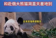日本希望再租借熊猫,国内租借大熊猫有什么规定吗？
