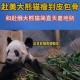 日本希望再租借熊猫,国内租借大熊猫有什么规定吗？