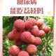 空腹吃荔枝得荔枝病,空腹吃荔枝得荔枝病怎么办