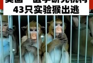 1只实验猴卖12万元,实验猴是什么品种？