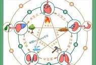 男子五脏六腑全长反,男的五脏六腑