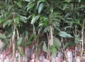 一棵树结30种荔枝,桂味树上再嫁接上妃子笑(三月红)，让一棵树收两种果行吗？