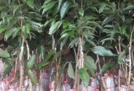 一棵树结30种荔枝,桂味树上再嫁接上妃子笑(三月红)，让一棵树收两种果行吗？