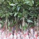 一棵树结30种荔枝,桂味树上再嫁接上妃子笑(三月红)，让一棵树收两种果行吗？