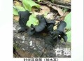 辟谣7人吃菌被毒死,辟谣7人吃菌被毒死视频