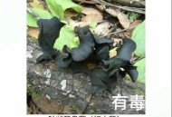 辟谣7人吃菌被毒死,辟谣7人吃菌被毒死视频