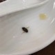 未开封奶茶惊现蟑螂,为什么奶茶店会有蟑螂？