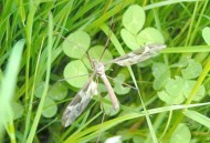 最大蚊子工厂将投产,世界上最大的蚊子包有多大？