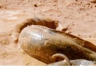 在沙漠带数万人看星,沙漠里的鱼？